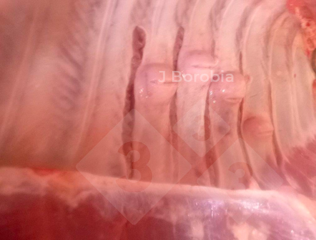 <p>Figure 2. Midshaft bony exostoses on the ribs of&nbsp;a slaughtered pig.</p>

